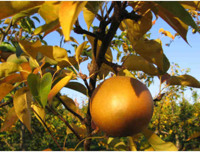 Ethereal, Exquisite Asian Pears from Subarashii Kudamono