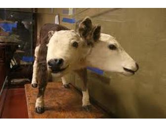 Two Complimentary Tickets to Ripley's Believe it or Not Museum