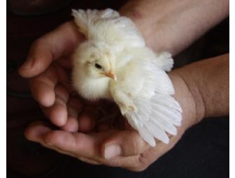 One hour Neuromuscular Massage Therapy Session