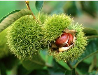Farm Tour and Lunch for Four
