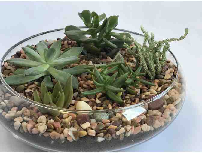 STAFF-CREATED: Lori's Handmade Succulent Large Terrarium