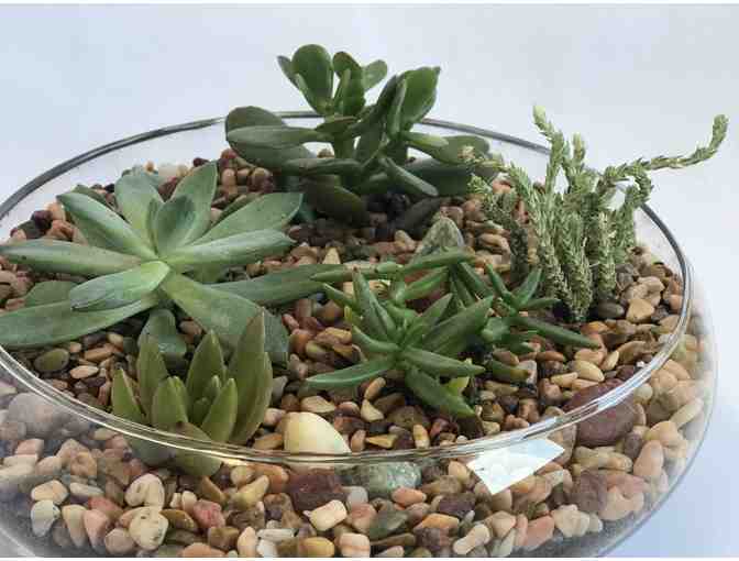 STAFF-CREATED: Lori's Handmade Succulent Large Terrarium