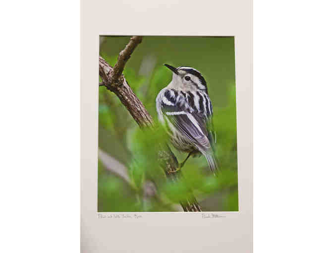 Matted Print: Black-and-White Warbler (by Brooks Mathewson)