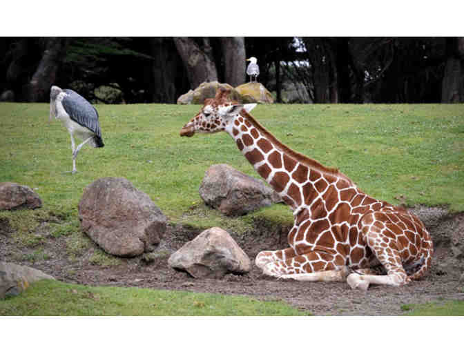 Bring a Friend and Visit the San Francisco Zoo!