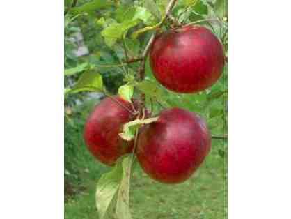 Elmore Roots Nursery Organic Apple Tree