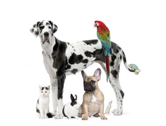 $100 Gift Certificate to Greenbrier Animal Hospital or Brookview Animal Hospital