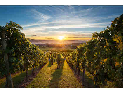 Napa Wine Valley Tour Package in Calistoga