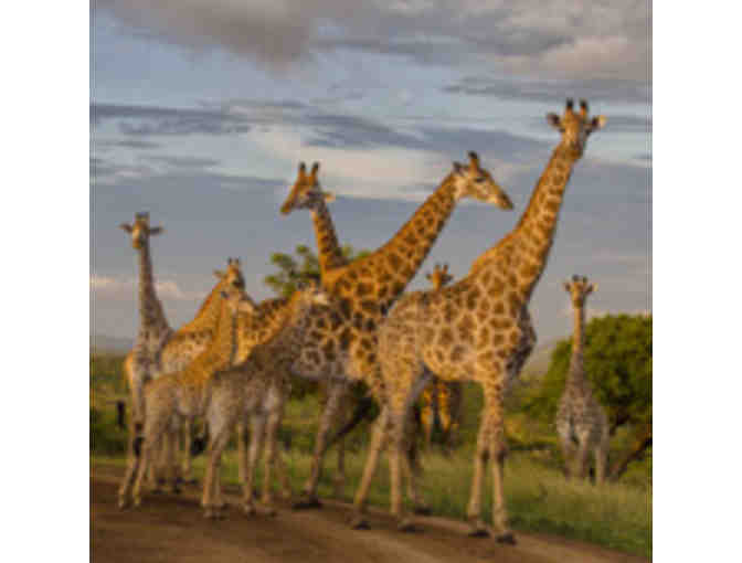 Experience the Magic of Africa!