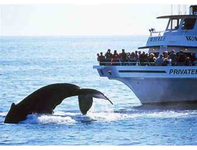 7 Seas Whale Watch in Gloucester for Two
