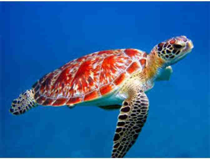 Dinner with the FIshes... New England Aquarium for 4 plus $100 gc to Union Oyster House