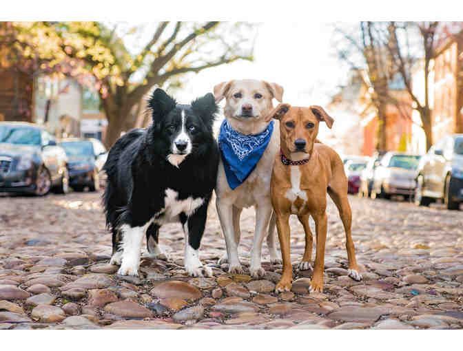 Pet Photography Session With $600 Credit