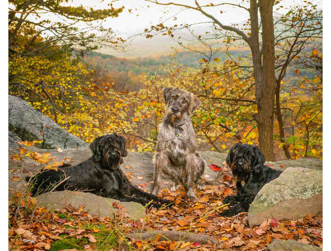 Pet Photography Session With $600 Credit