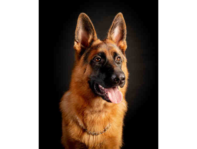 Pet Photography Session With $600 Credit