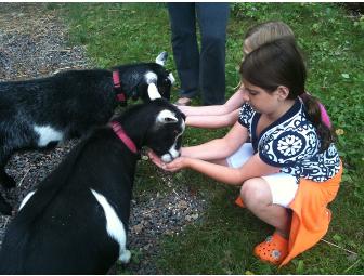 Meet and Greet with Izzy and Bell (pygmy goats)