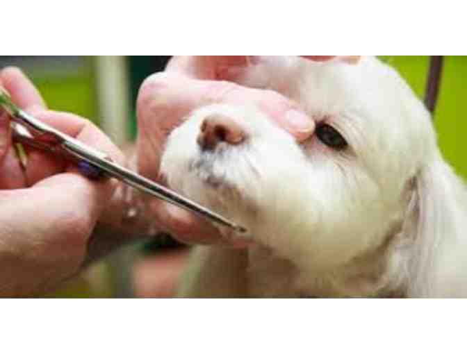 Pamper your pooch with a Deluxe Spa Treatment from Healthy Spot