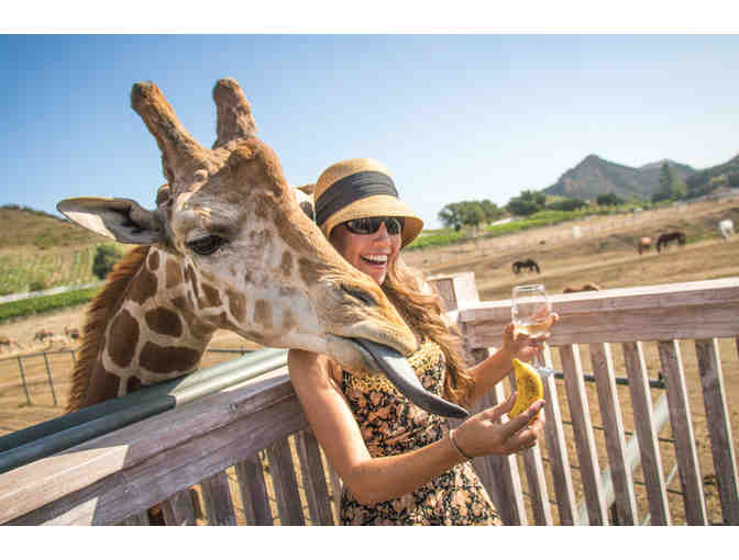 Explorer Giraffe Safari for Four at Malibu Wines
