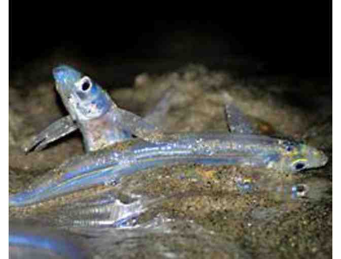 Family 4-pack of admission tickets & 'Meet the Grunion' at the Cabrillo Marine Aquarium