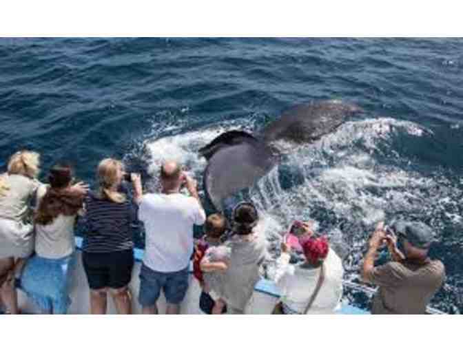 Enjoy Whale Watching with Davey's Locker in Laguna Beach for 4 people