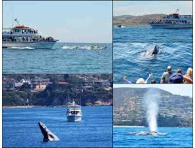 Whale Watching Passes for 2 in beautiful Newport Beach, CA