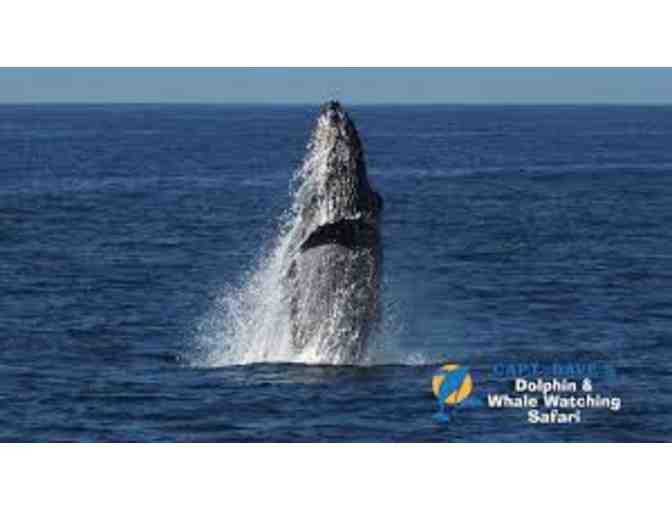 Certificate for Two adults for a Dolphin & Whale Watching Safari