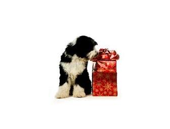 Exam & Treats for Fido- Gift Certificates to Avenues Pet Clinic, Ma & Paws Bakery