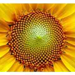 Sharon Reece, Certified Life Coach