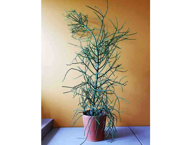 Pencil Tree 1 (E. tirucalli) - Photo 1