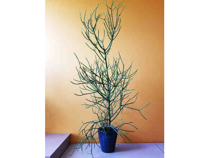 Pencil Tree 2 (E. tirucalli) - Photo 1