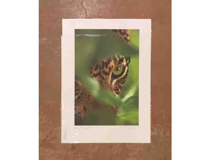 'Eye of the Leopard' Signed Print by Beverly Joubert