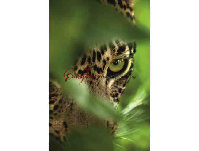 'Eye of the Leopard' Signed Print by Beverly Joubert