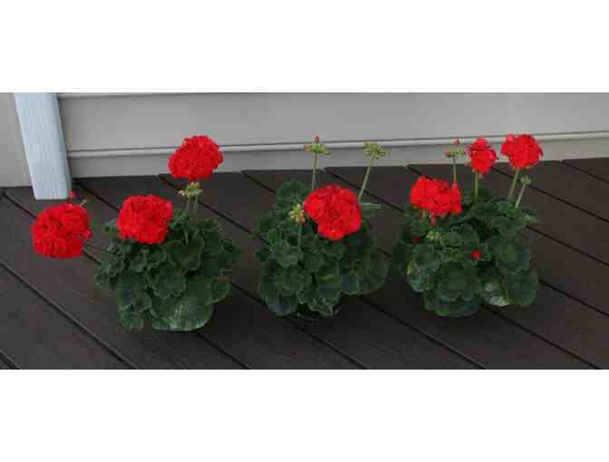 Set of Potted Geraniums from Otts Nursery & Exotic Plants