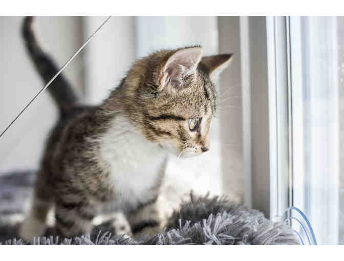 1-1/2 Hour Photography Session