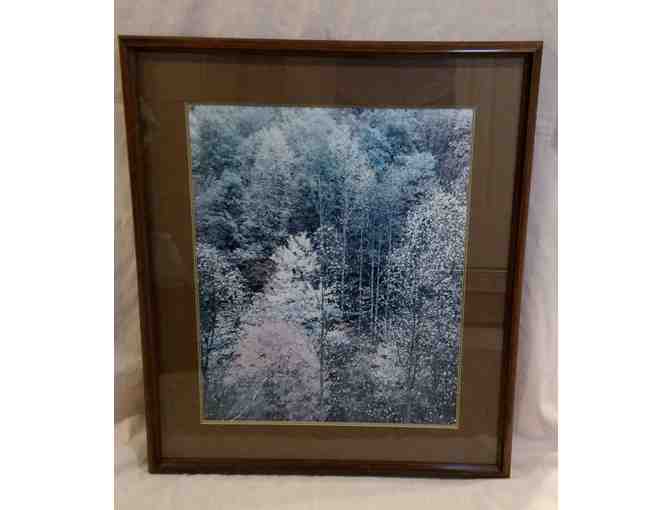 Framed Tree Picture