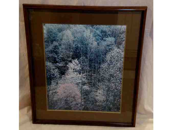 Framed Tree Picture