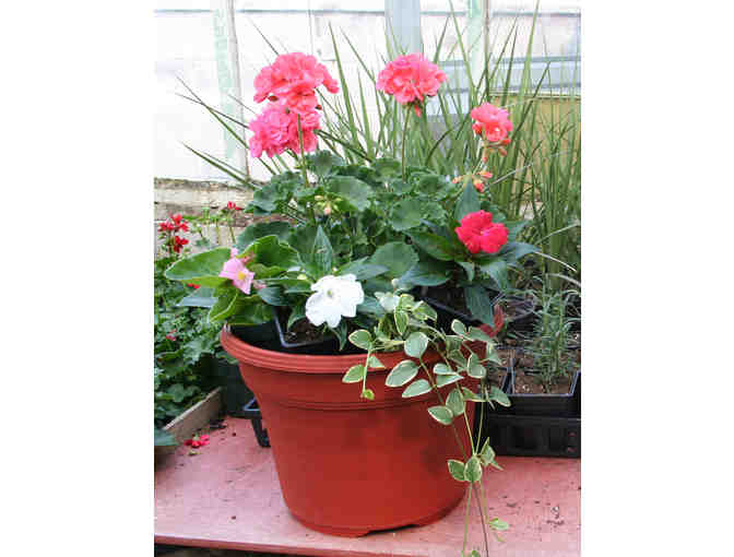 12" Pot Filled With Your Choice of Annuals - Photo 1
