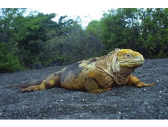 Yacht Isabela II- Galapagos Islands 4 Day/3 Night Cruise, Excursions Included