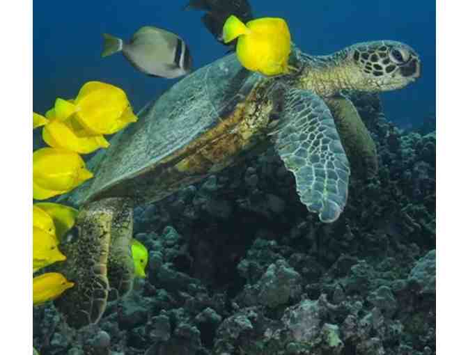 Kohala Divers Gift Certificate $170 for Two
