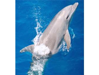 Dolphin Excursion and 2 Nights in a Fabulous B&B