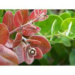 Anonymous Board Member