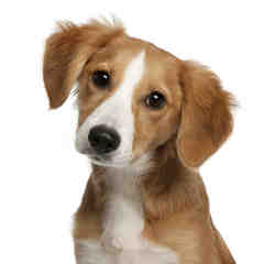 Cherished Portraits by Walter Bobb