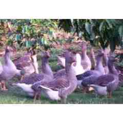 Kona Le'a Plantation