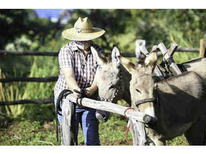 Donkey Meet-and-Greet