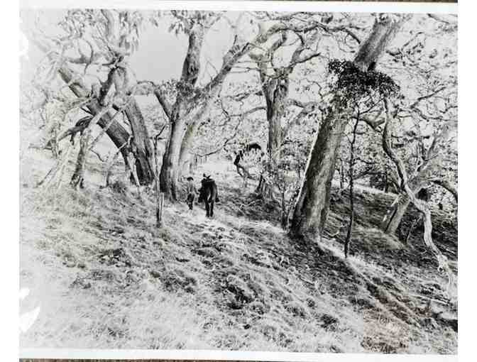 Holualoa Mtn ranger cabin apple orchard photographic print (copy) - unframed - Photo 1