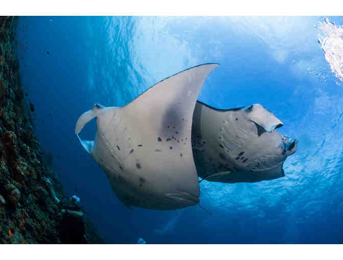 Manta Ray Night Snorkel for Two