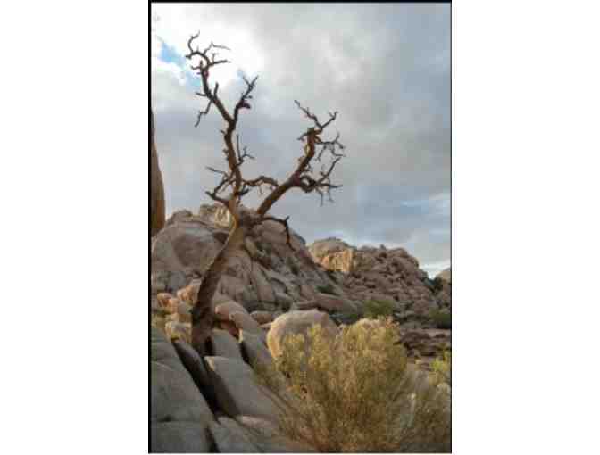 Southwest Adventures: Two Vouchers for a Joshua Tree 1 Day Extravaganza