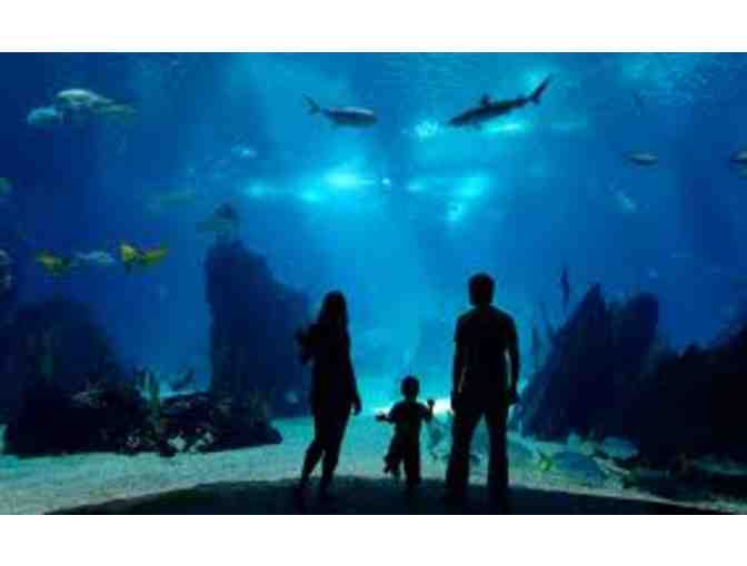 Aquarium of the Pacific: Family 4-pack of tickets