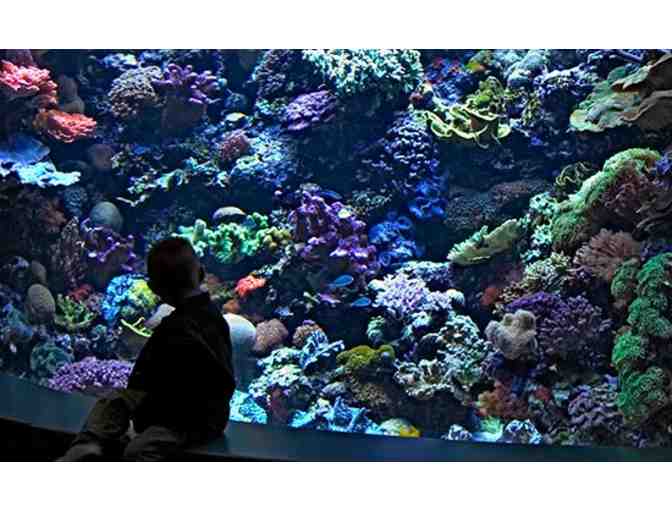 Aquarium of the Pacific: Family 4-pack of tickets