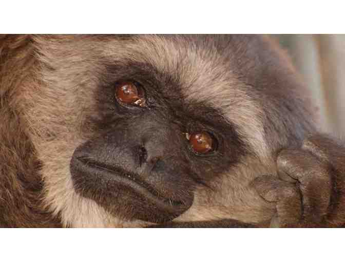 Gibbon Conservation Center: Private tour for 10