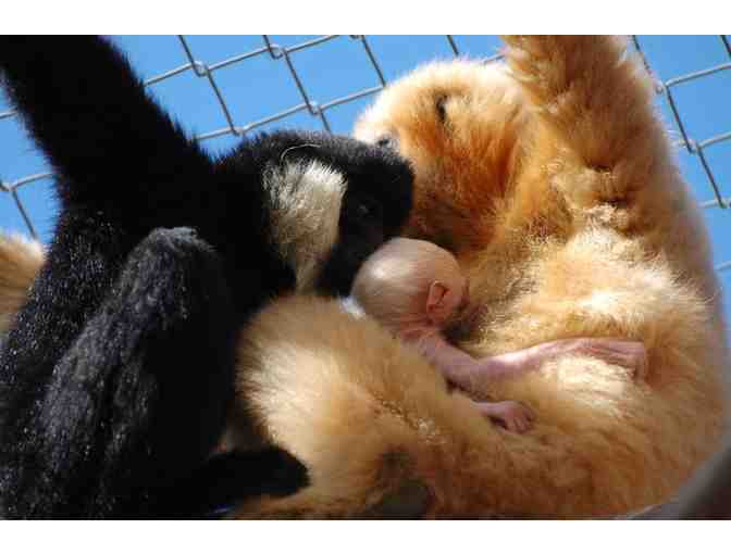 Gibbon Conservation Center: Private tour for 10