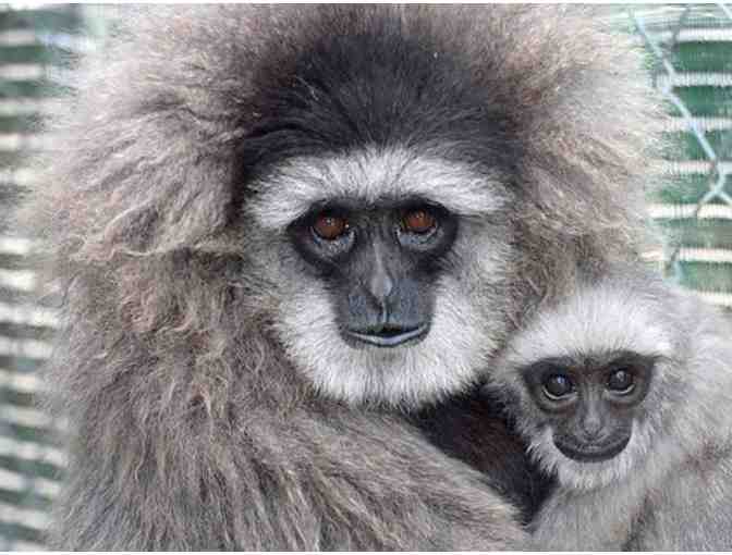 Gibbon Conservation Center: Private tour for 10